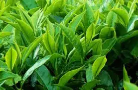 Schisandra Ingredient